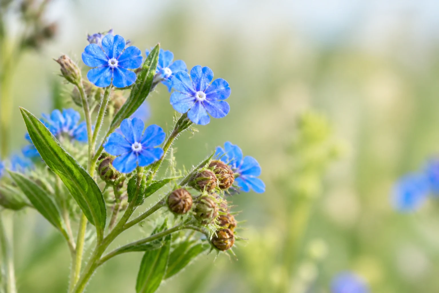 犬用ビスケットに配合されているアヒフラワー（Buglossoides arvensis）の青い花のイメージ